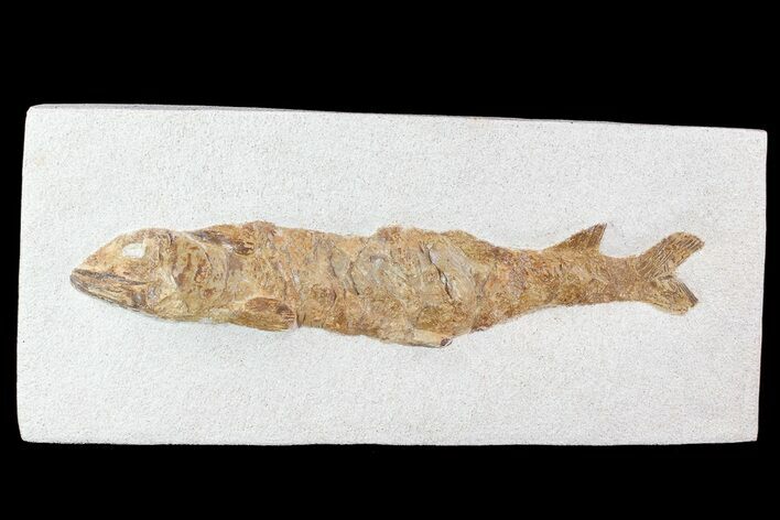 Lower Turonian Fossil Fish - Goulmima, Morocco #72858